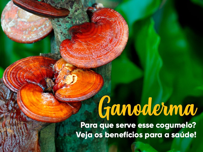 Para que serve o cogumelo Ganoderma lucidum? Entenda como os polissacar�deos dele beneficiam a sa�de!